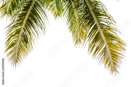 palmes sur fond blanc © Unclesam