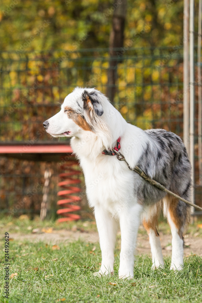 Portrait of Australian Shepherd Dog in Belgium Portrait of Australian Shepherd Dog in Belgium