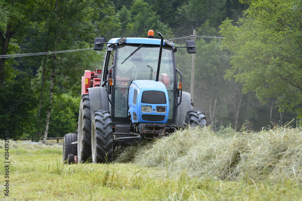 Fototapeta premium fienagione