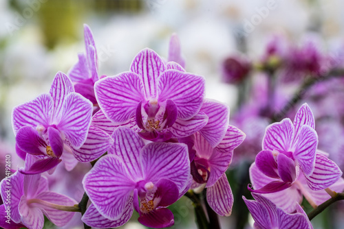 phalaenopsis hybride orchid 