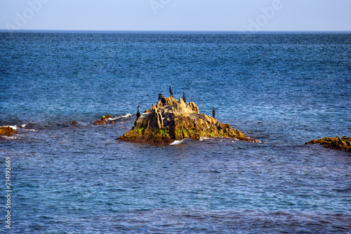 Old and young Cormorants resting on rocks photo