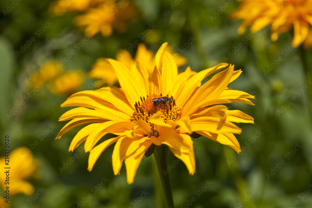 flowers Heliopsis in the garden with a defocused background flowers Heliopsis in the garden with a defocused background