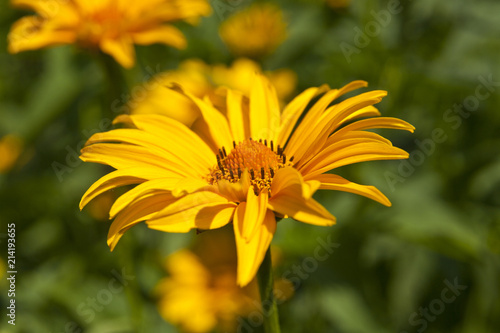flowers Heliopsis in the garden with a defocused background