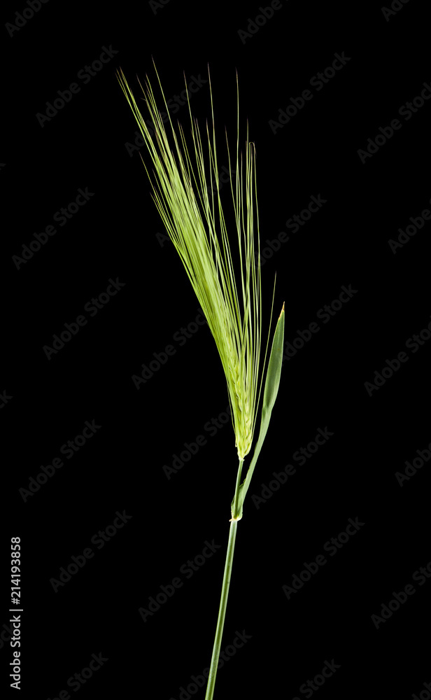 ears of barley isolated on a black background ears of barley isolated on a black background
