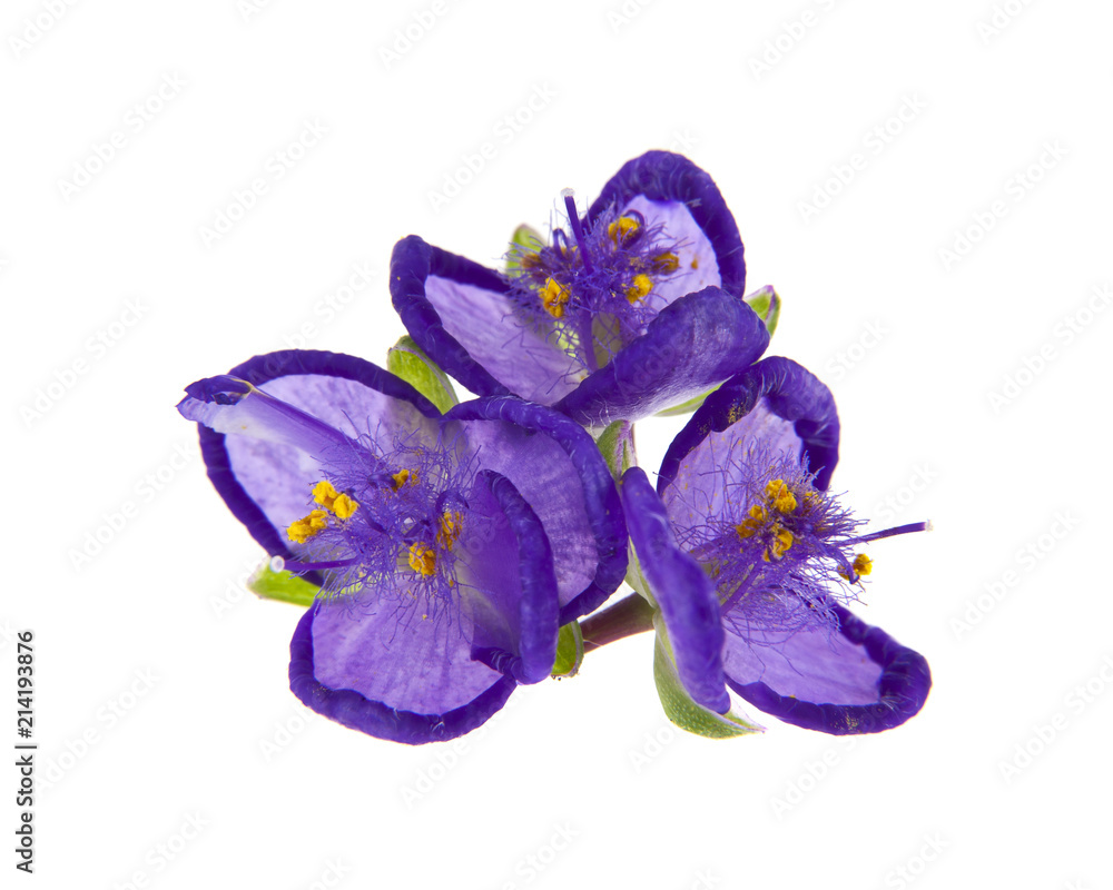 Naklejka premium purple flowers isolated on white background