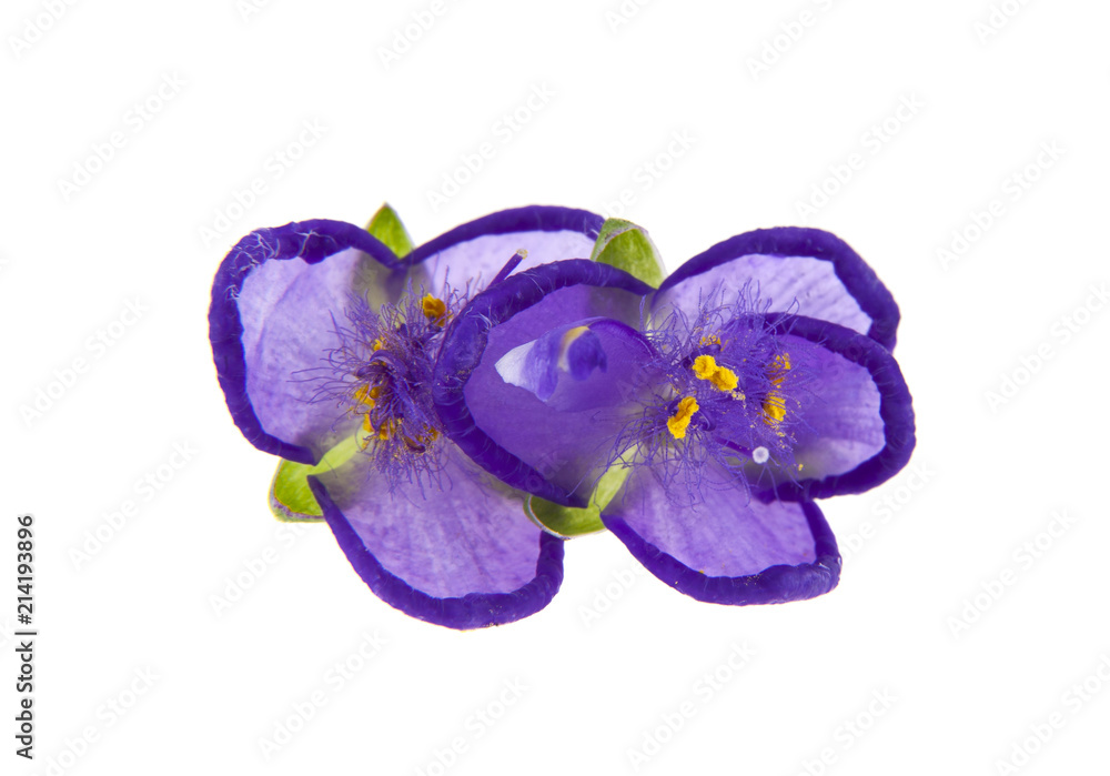 purple flowers isolated on white background