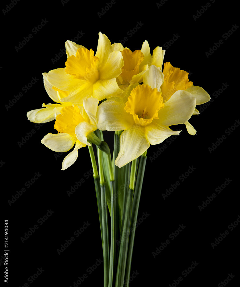 daffodil flowers isolated on a black background daffodil flowers isolated on a black background