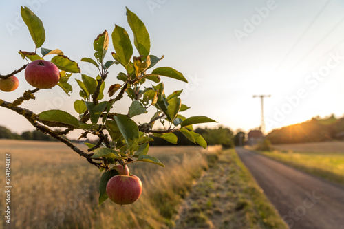 Apfelbaum an einem Kornfeld
