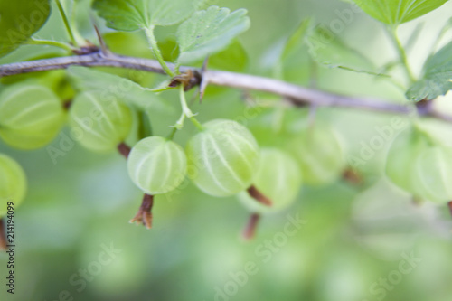 Wallpaper Mural gooseberry in the garden with a defocused background Torontodigital.ca
