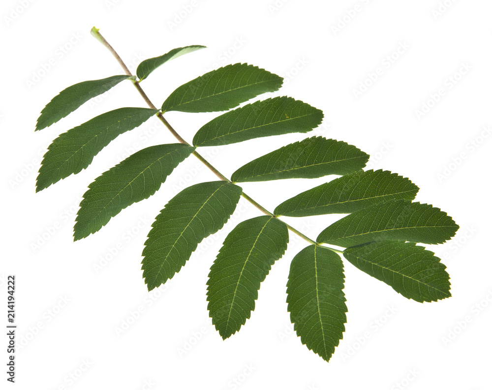 Fototapeta premium green leaves isolated on white background