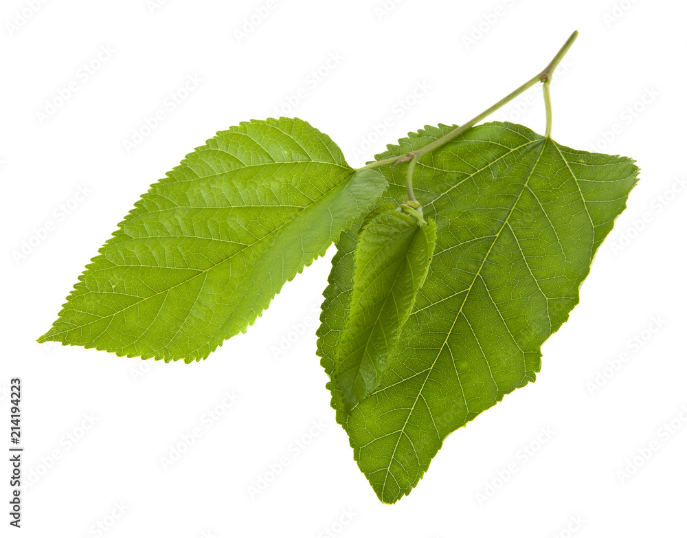 Fototapeta premium green leaves isolated on white background