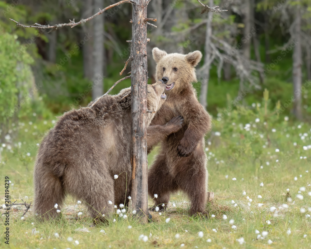 Naklejka premium Two young Brown bears playing in the middle of the cotton grass in a Finnish bog