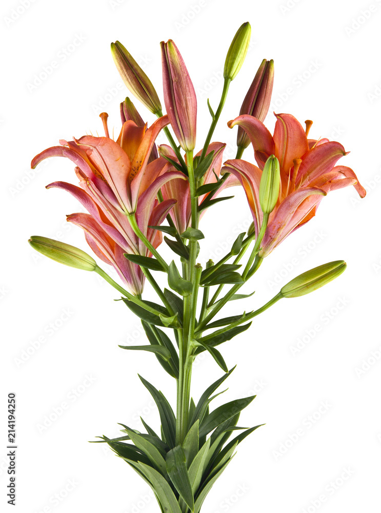 lily flowers isolated on white background lily flowers isolated on white background