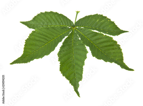 green leaves of chestnut isolated on white background