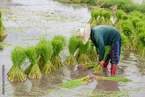 Asia farmers are withdrawn seedlings of rice. planting of the rice season be prepared for planting.