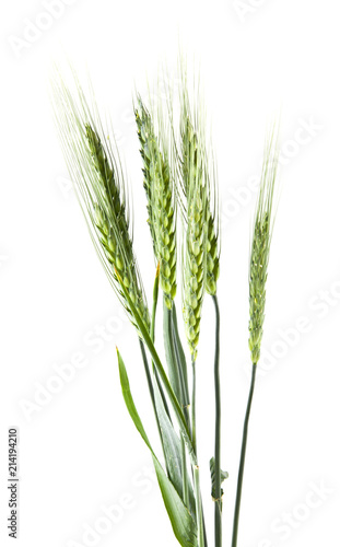 spike of green wheat isolated on white background