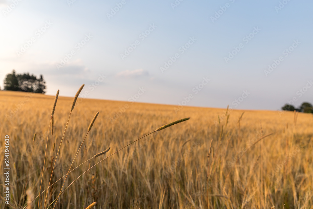 Fototapeta premium Felder an einem Sommerabend in Hessen