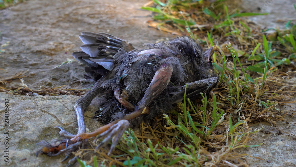 Dead bird lies on the grass.