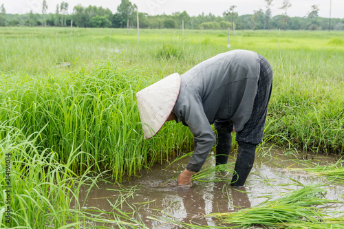 Asia farmers are withdrawn seedlings of rice. planting of the rice season be prepared for planting.