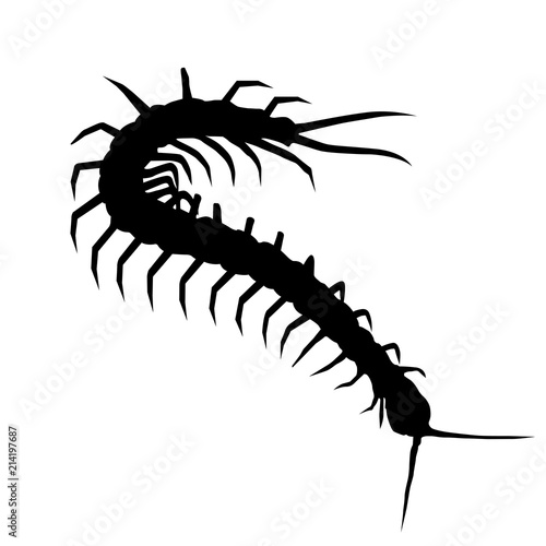 Foto Silhouette of wriggling scolopendra - centipede outline