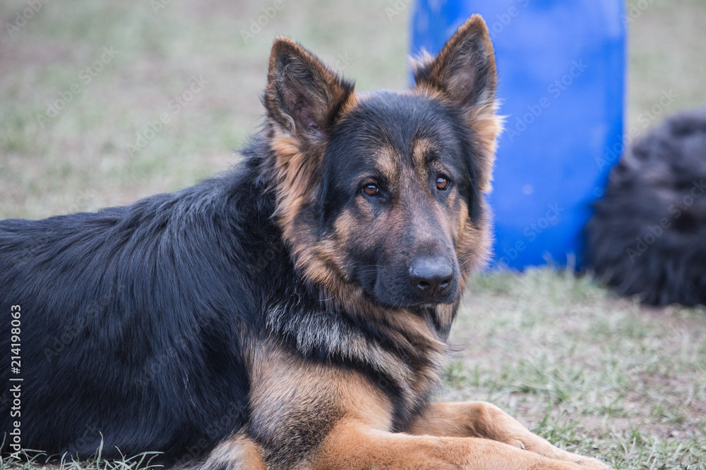 Portrait of a german shepherd dog walking in belgium Portrait of a german shepherd dog walking in belgium