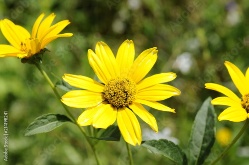 黄色い花　ルドベキア