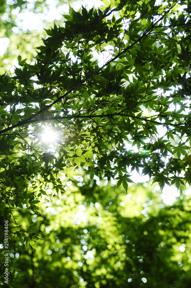 夏の紅葉 清涼 夏の紅葉 清涼