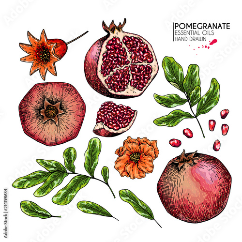 Hand drawn pomegranate fruit and plant. Vector engraved colored illustration. Juicy natural fruit. Food healthy ingredient. For cooking, cosmetic package design, medicinal herb, treating, healt care.