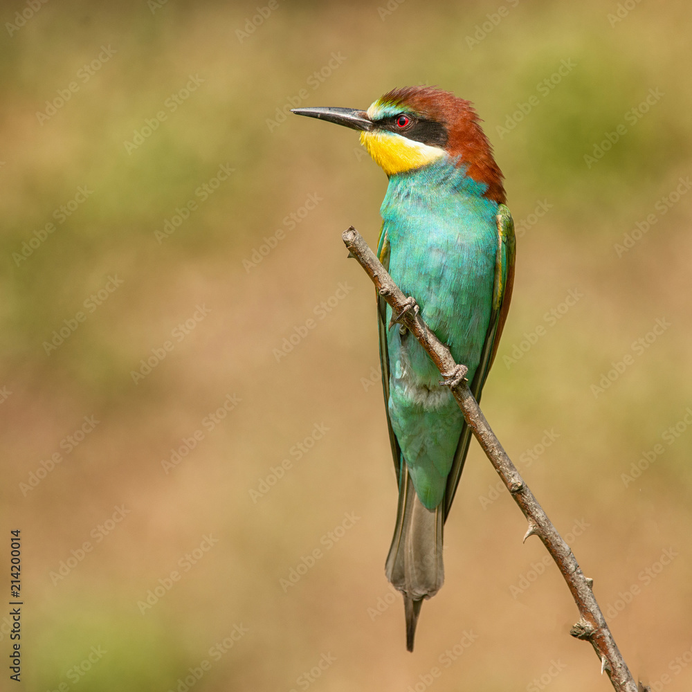 European bee-eater (Merops apiaster) sitting on a stick. European bee-eater (Merops apiaster) sitting on a stick.