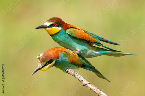 European bee eaters (Merops apiaster) mating on a beautiful background