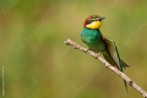 European bee-eater (Merops apiaster) sitting on a stick.