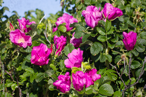 Wild rose, ramanas rose (Rosa rugosa rubra) photo