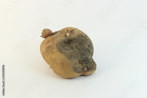 Potato diseases: Early blight . Isolated on white