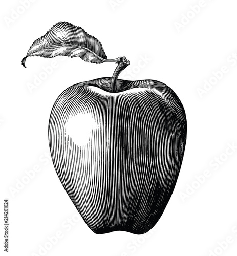 Apple fruit drawing vintage clip art isolated on white background