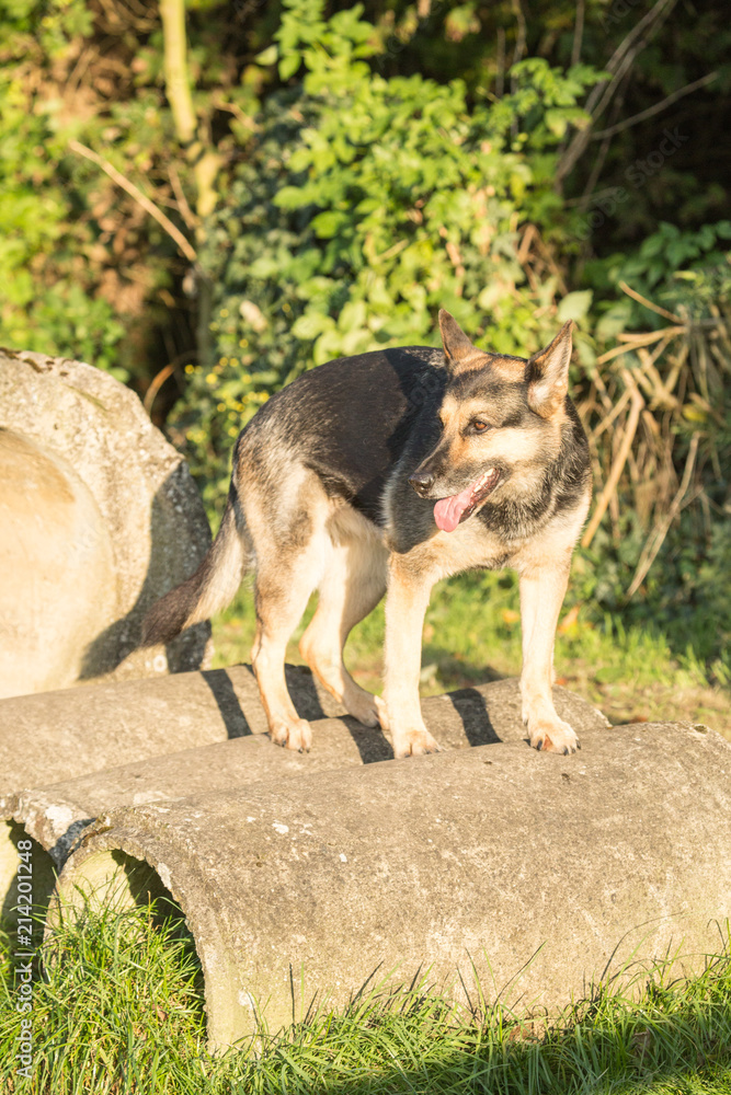 Fototapeta premium Portrait of a german shepherd dog walking in belgium