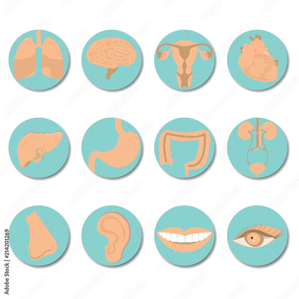 Fototapeta premium Round icons of human organs set.