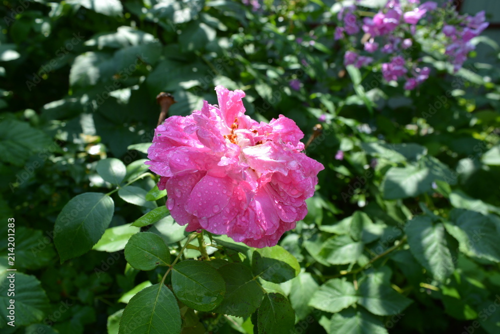 Opened rosebud after heavy rain, rose in drops of water Opened rosebud after heavy rain, rose in drops of water