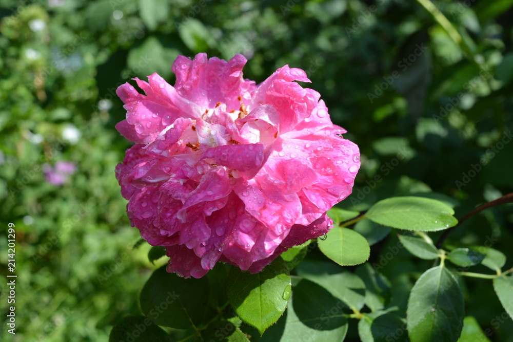 Opened rosebud after heavy rain, rose in drops of water Opened rosebud after heavy rain, rose in drops of water