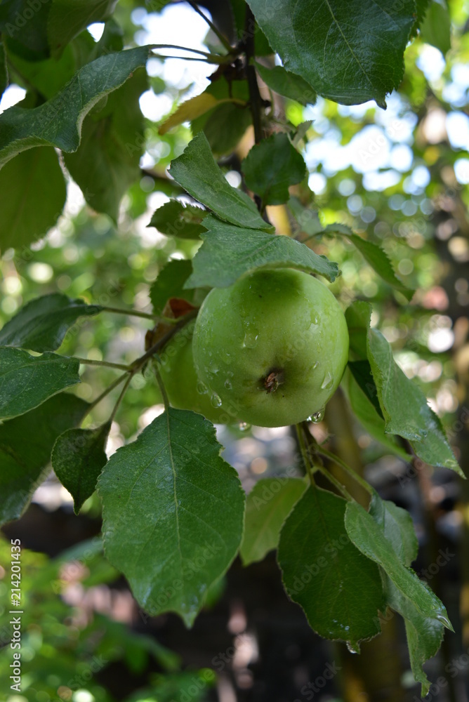 Ripening green apples on a branch with leaves