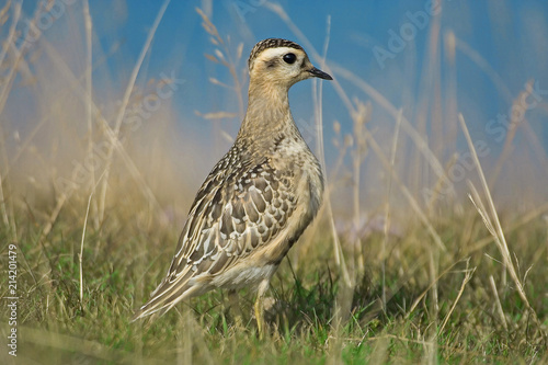 Eurasian Dotterel  Charadrius morinellus  on the meadow