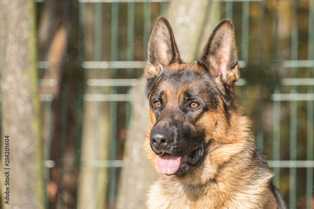 Portrait of a german shepherd dog walking in belgium Portrait of a german shepherd dog walking in belgium