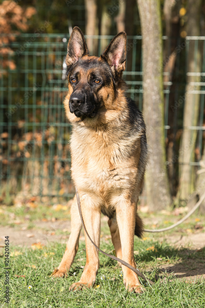 Portrait of a german shepherd dog walking in belgium