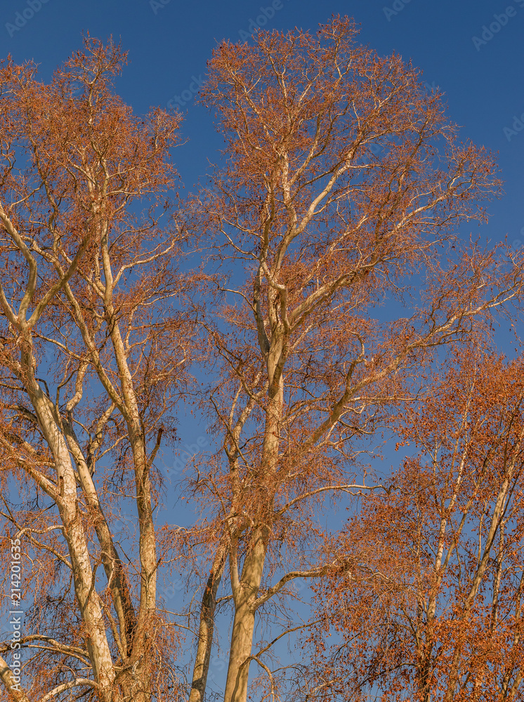 Bare, leafless branches of a tree isolated against a crisp blue winter sky image with copy space
