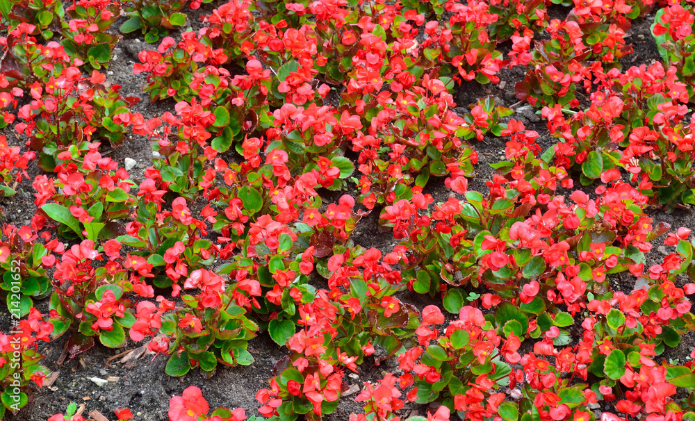 flower bed of flowers begonia background