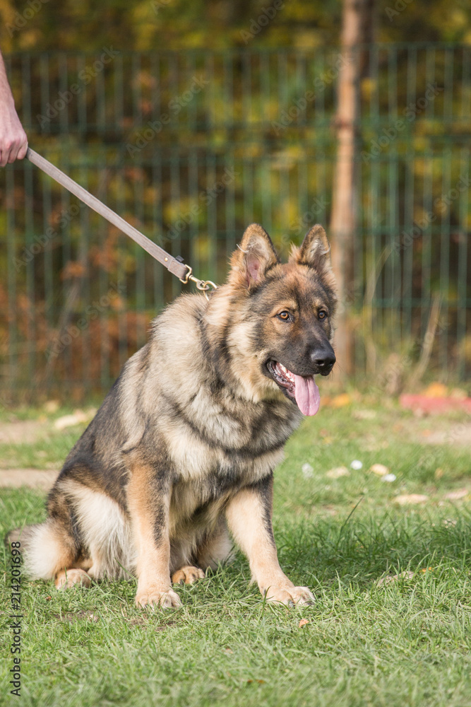 Portrait of a german shepherd dog walking in belgium Portrait of a german shepherd dog walking in belgium