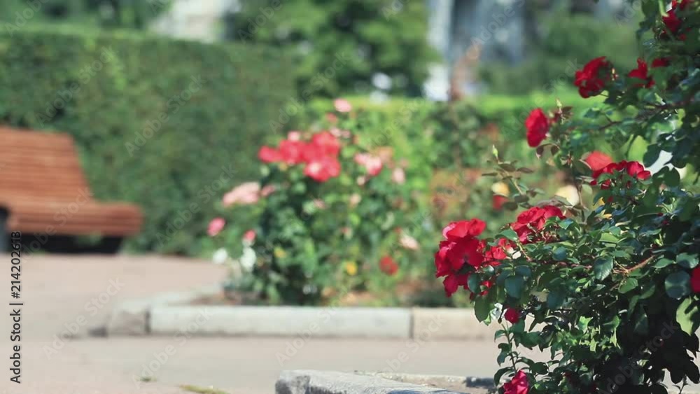 Beautiful pink red roses in the city square. Sunny summer day, light breeze, dynamic scene, toned video, 50fps. Beautiful pink red roses in the city square. Sunny summer day, light breeze, dynamic scene, toned video, 50fps.