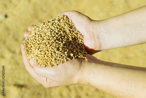 Men's hands holding ripe wheat