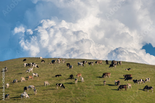 Cows grazing in the Bergamo mountains in lombardy Italy