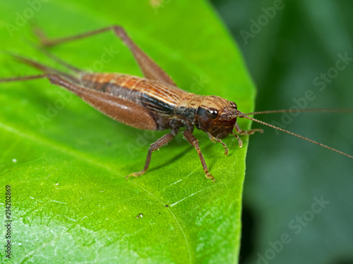 Macro Photo of Brown Grasshopper on Green Leaf © backiris