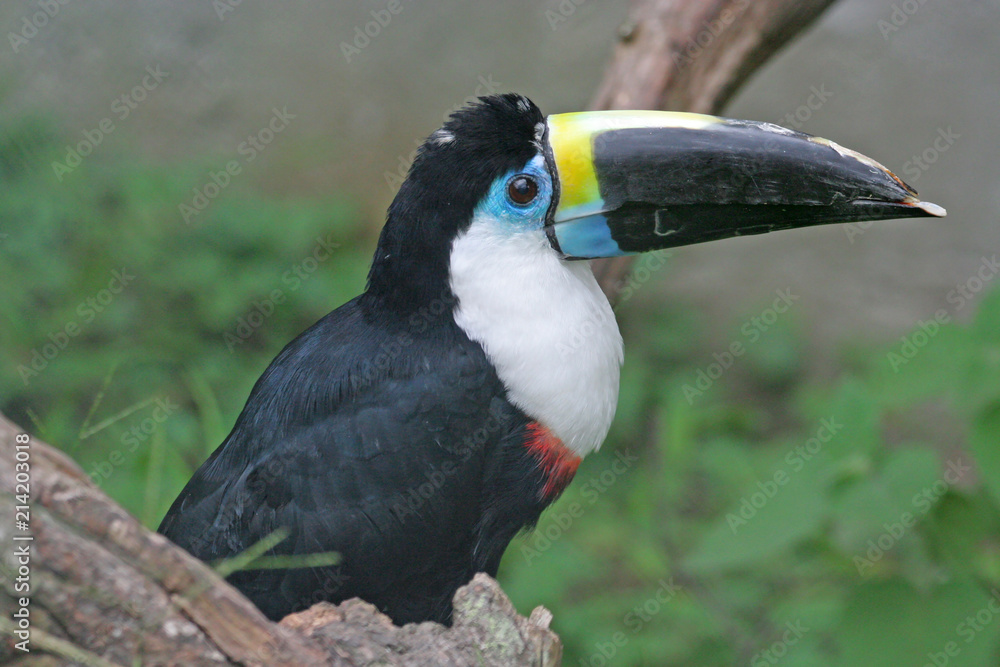 Obraz premium Channel-billed toucan (Ramphastos vitellinus), isolated, in the forest